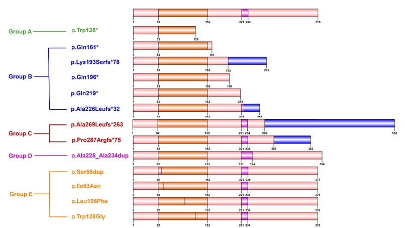 焦雪/秦莹莹教授课题组发现FOXL2基因突变的BPES女性生殖相关特征